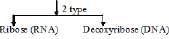 Nucleic Acids: Chemical Composition & Structure | Chemistry for JEE Main & Advanced